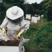 Location de Ruches : Participez activement à la sauvegarde de la biodiversité