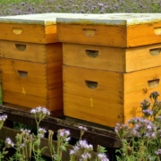 installer une ruche dans son jardin