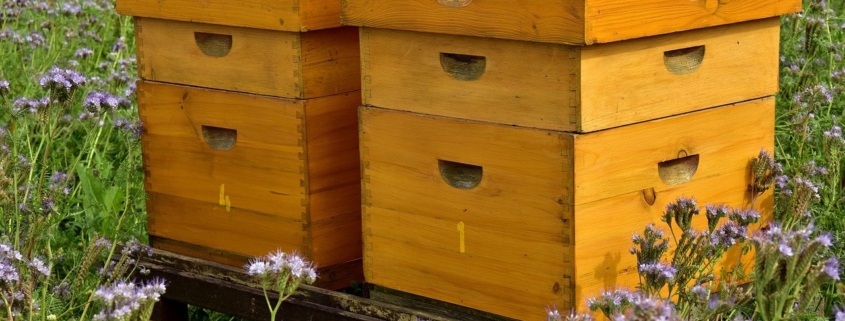 installer une ruche dans son jardin